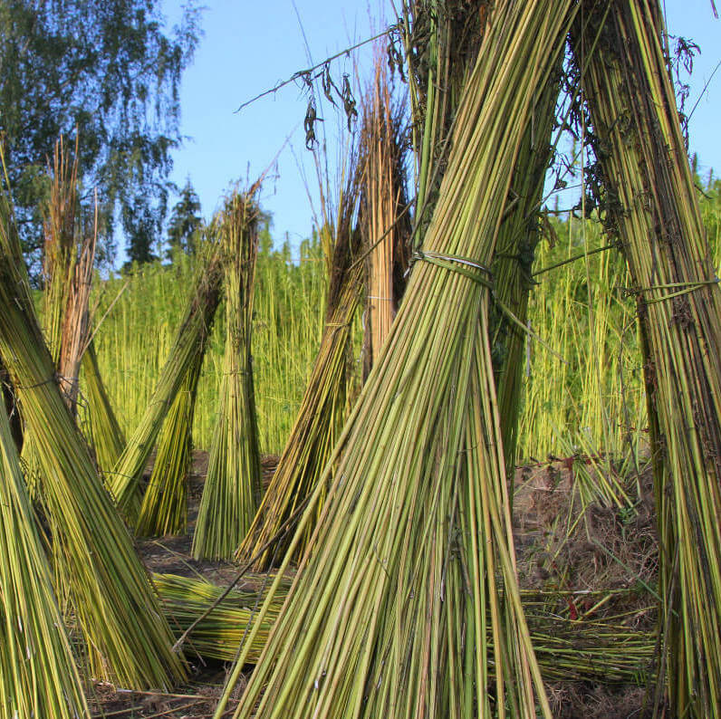 Anwendungen von Hanf