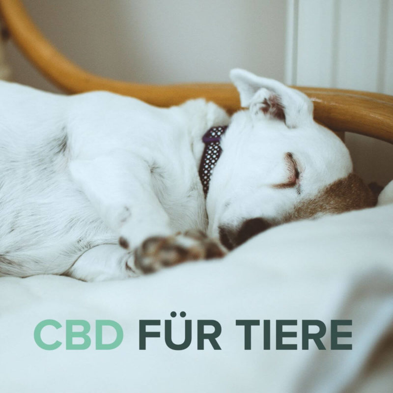 CBD für Tiere - Bild Hund schläft