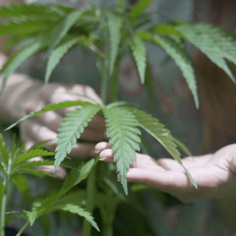 HanfAlsWertvollePflanze 1